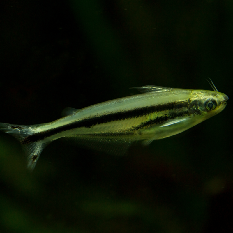 Debauwi African Glass Catfish