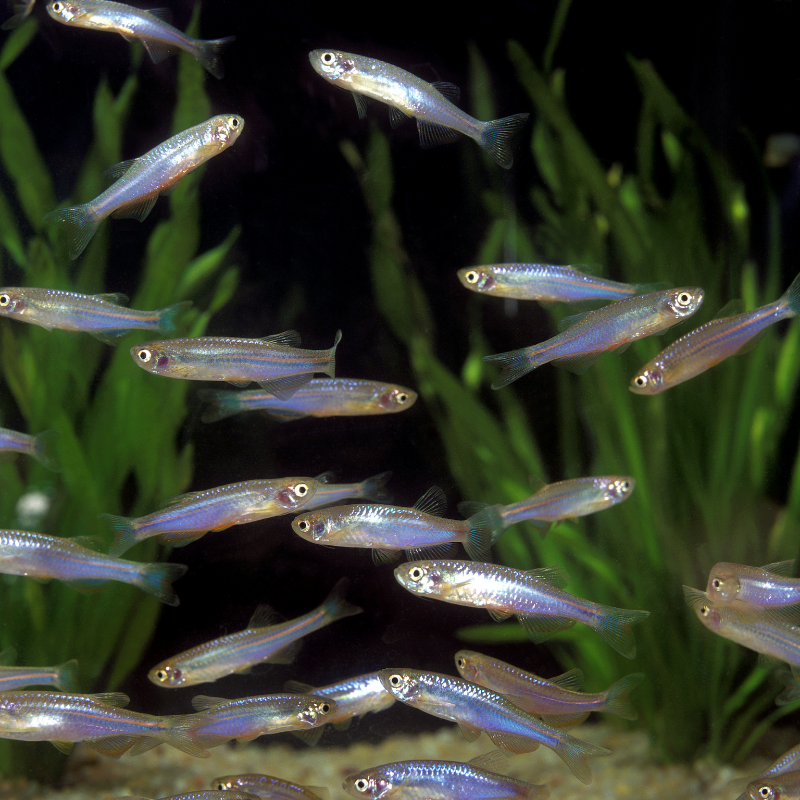 Pearl Danio