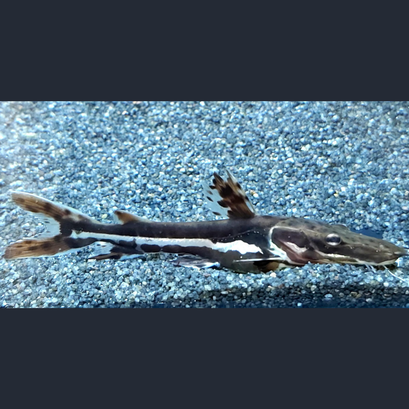 Shovelnose Catfish