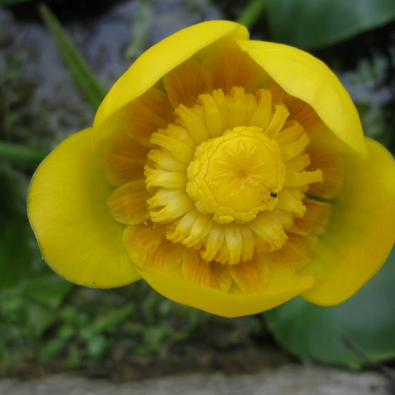 nuphar lutea
