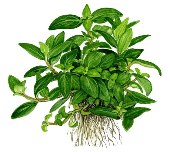 Tropica In Vitro 1-2-grow! Staurogyne Repens