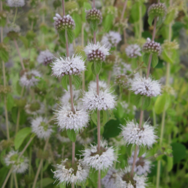 Mentha Pulegium Pennyroyal