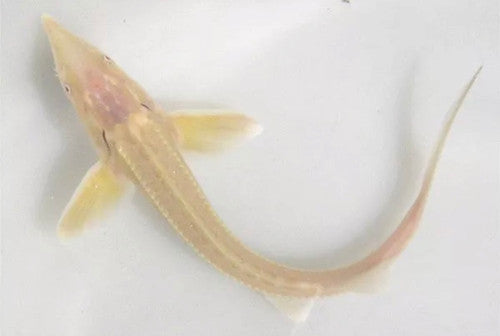 Albino Sterlet