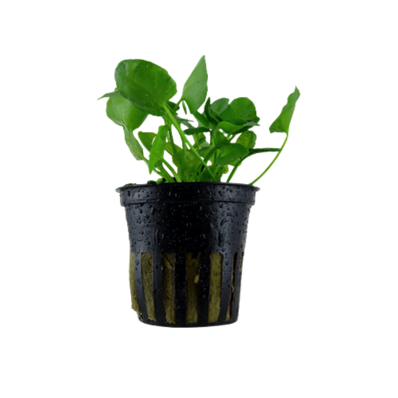 Nymphoides Hydrophylla 'Taiwan' Live Plant Potted