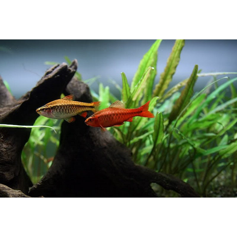 Cherry Barb