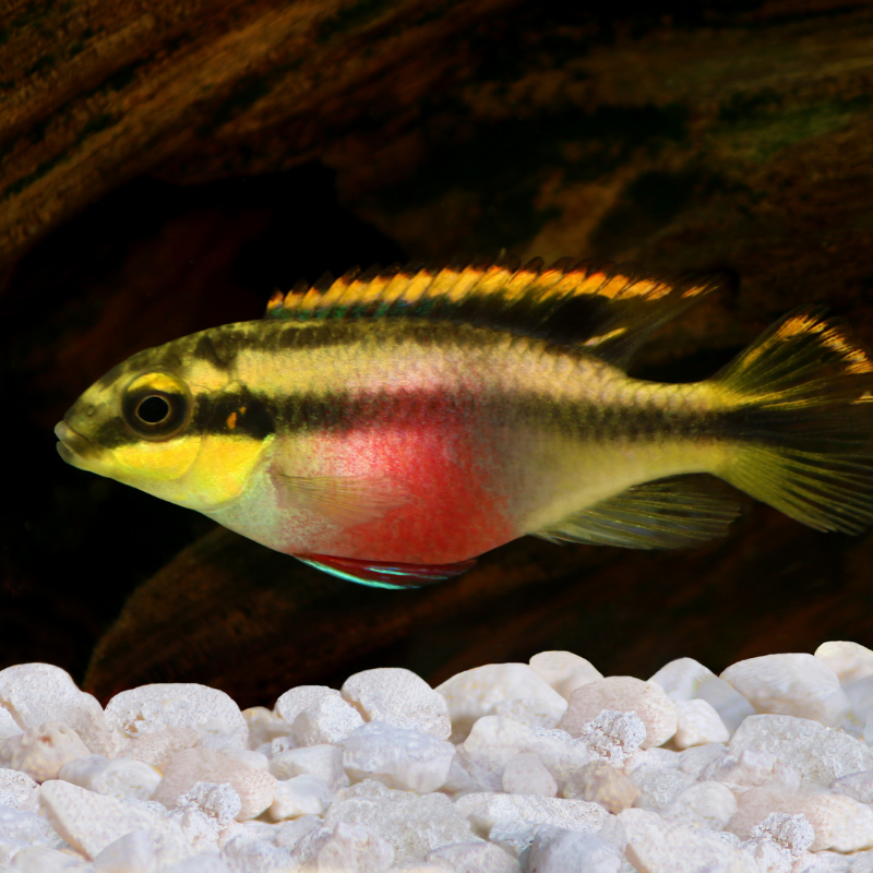 Kribensis Cichlid