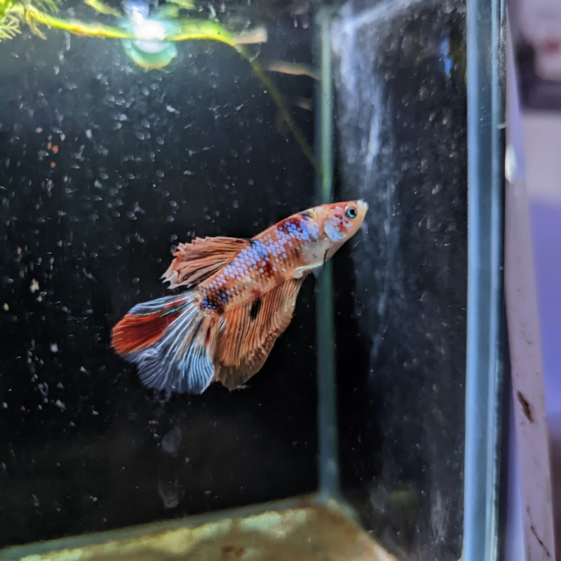 Male Betta Siamese Fighter Fish (#24)