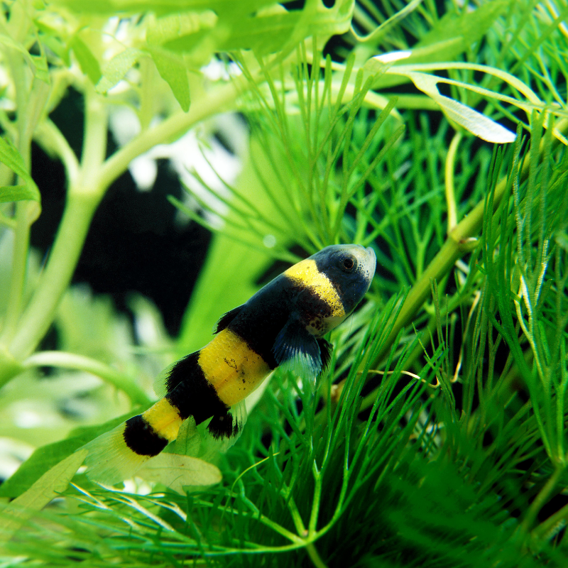 Bumblebee Goby - Real Aquatics