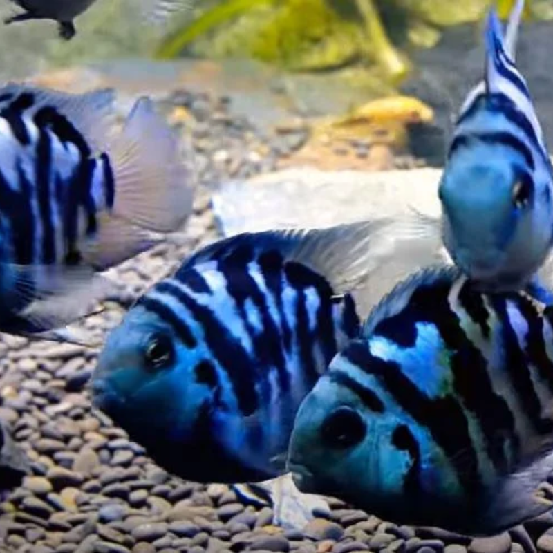 Polar Blue Tiger Parrot Cichlid 2-3" - Real Aquatics