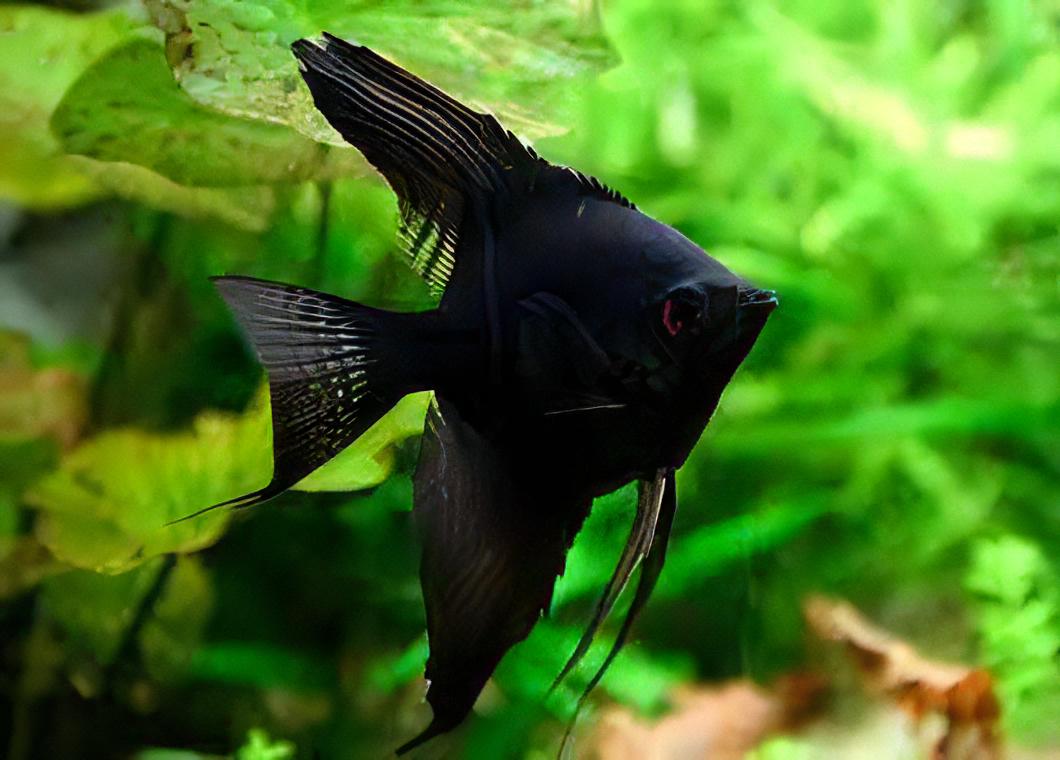 Black Angelfish Pterophyllum Scalare