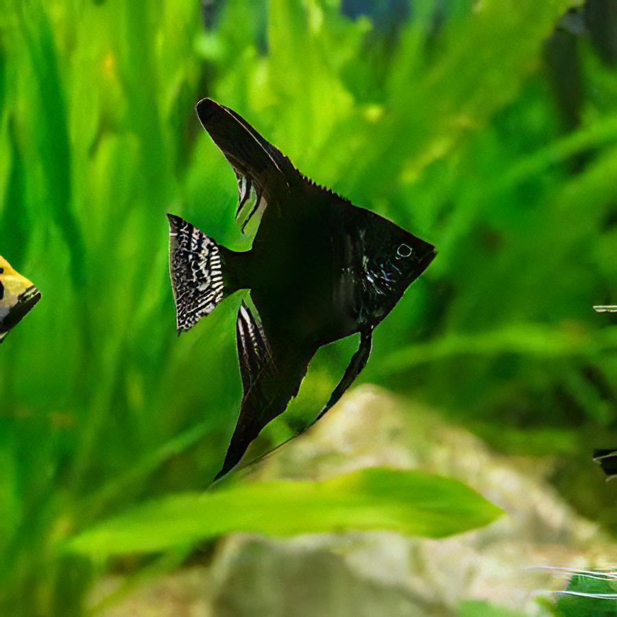Black Angelfish Pterophyllum Scalare