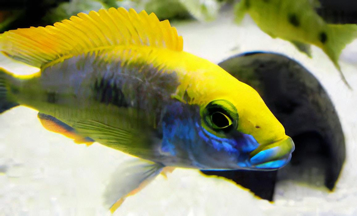Haplochromis Sulfur Head Malawi African Cichlid