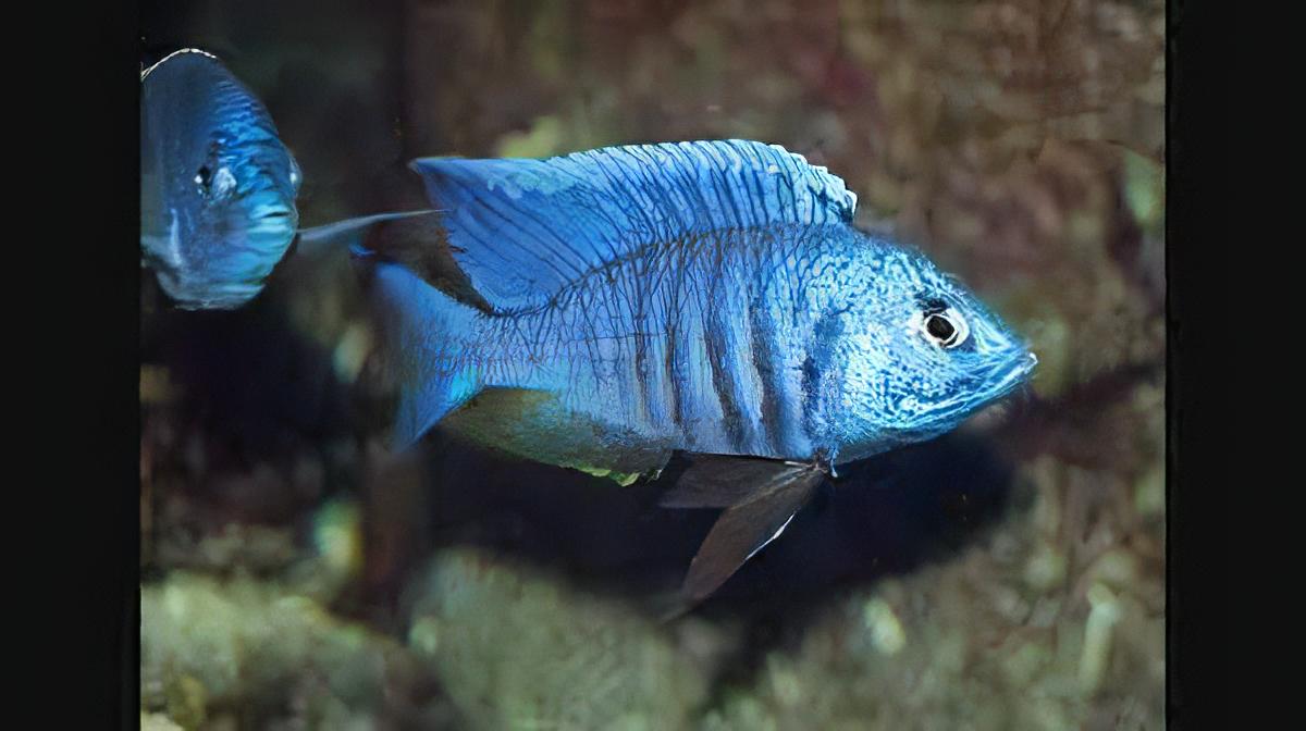 Haplochromis Chrysonotus Malawi African Cichlid