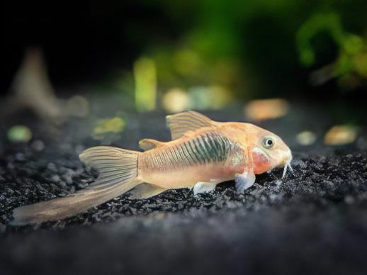 Long Fin Bronze Corydoras Aeneus 3cm Catfish - Real Aquatics