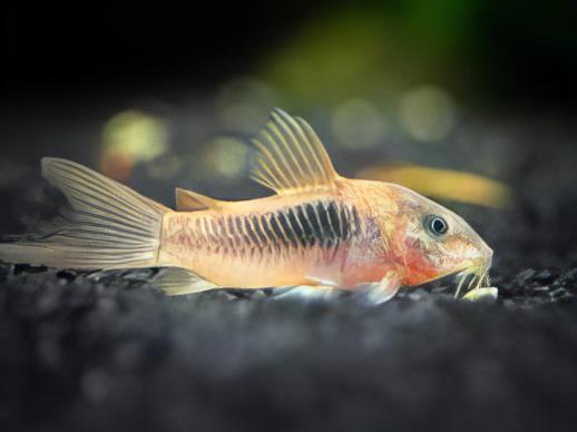 Long Fin Bronze Corydoras Aeneus 3cm Catfish - Real Aquatics