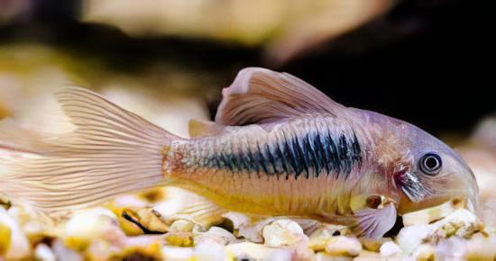 Long Fin Bronze Corydoras Aeneus 3cm Catfish - Real Aquatics
