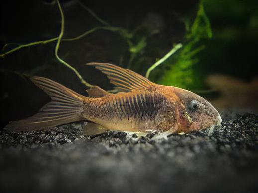 Long Fin Bronze Corydoras Aeneus 3cm Catfish - Real Aquatics