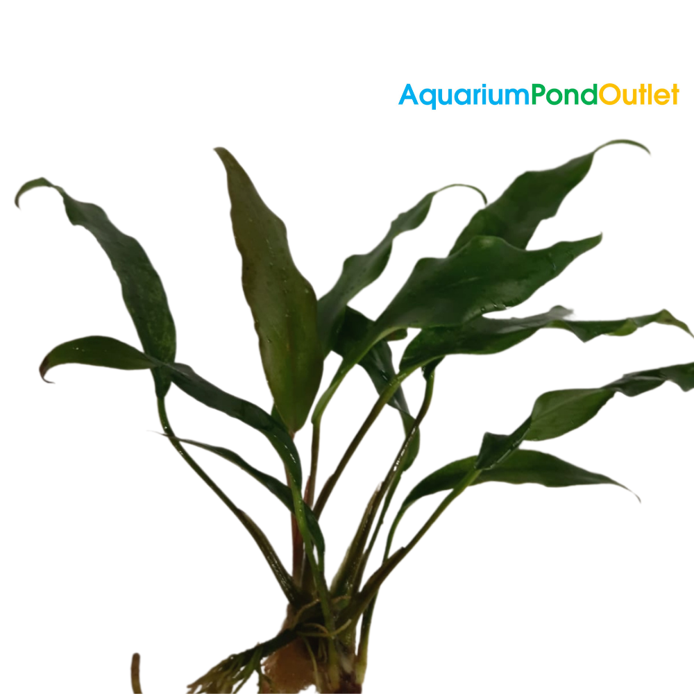 Anubias Minima Live Plant Bunched