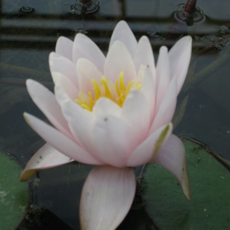 Nymphaea Marliacea Rosea Water Lily