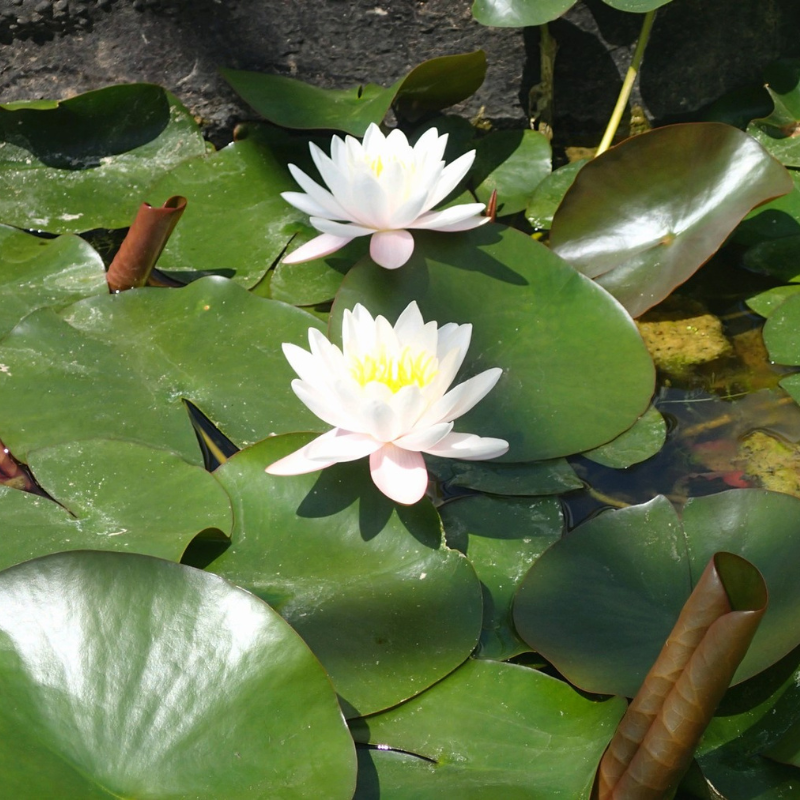 Nymphaea Marliacea Rosea Water Lily