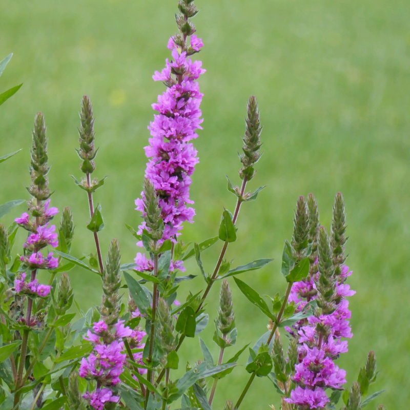 Lythrum Salicaria Purple Loosestrife