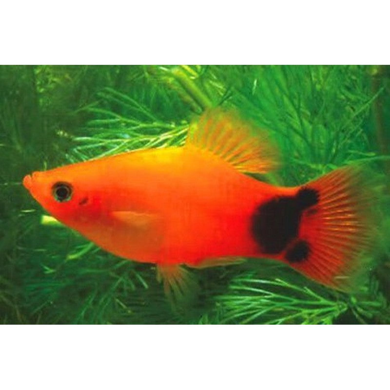 Red Mickey Mouse Platy