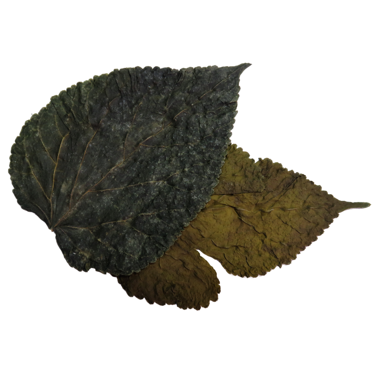Natural Mulberry Leaves x20 Shrimp Food