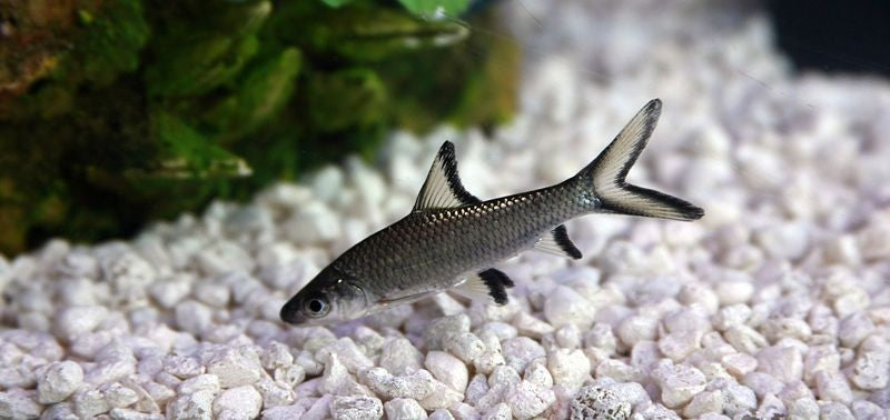 Silver Bala Shark Real Aquatics