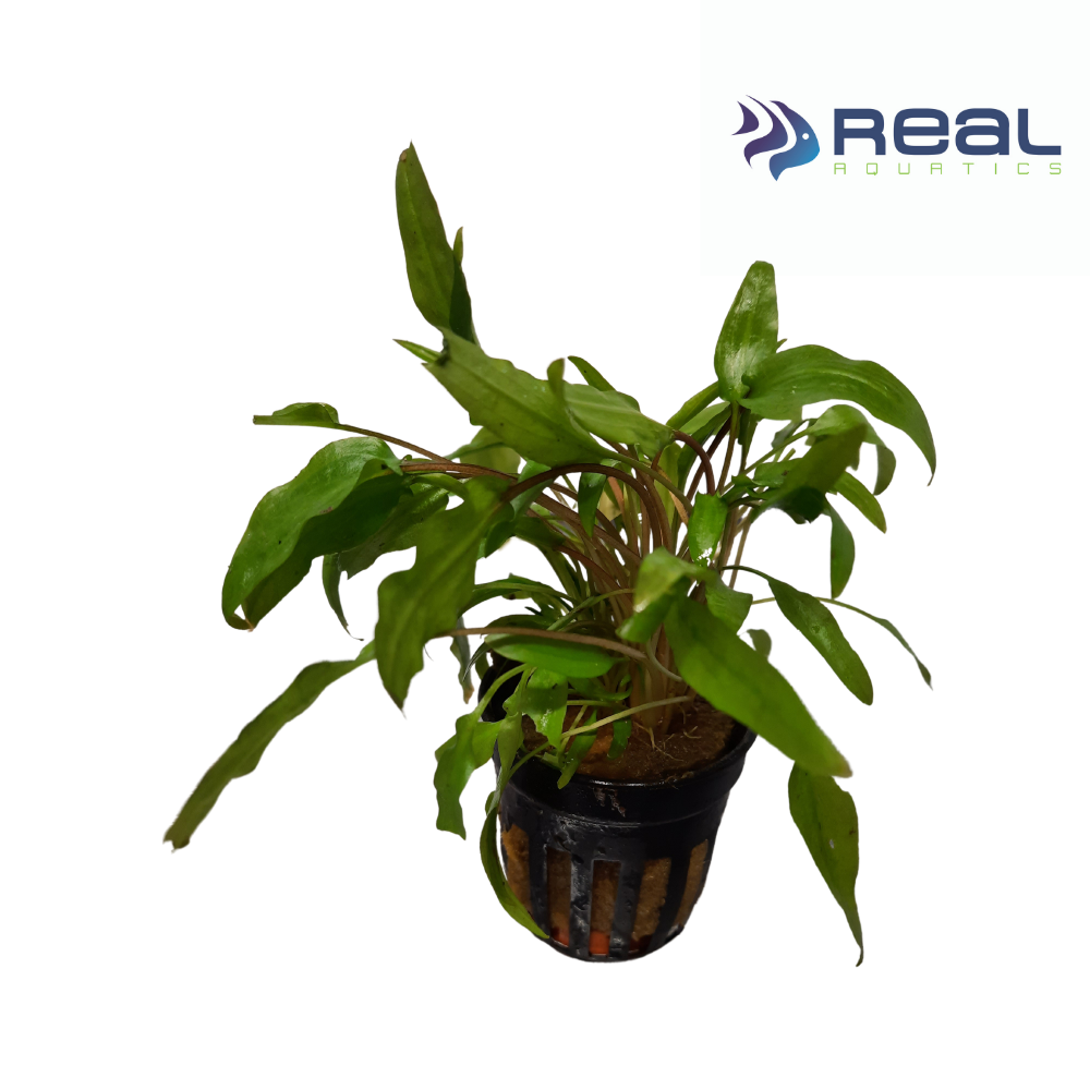 Cryptocoryne Wendtii 'Green' Live Plant Potted