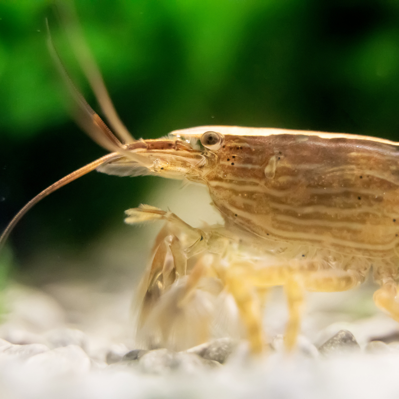 Bamboo Shrimp