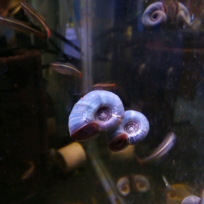 Pearl Blue Ramshorn Rams Horn Snail