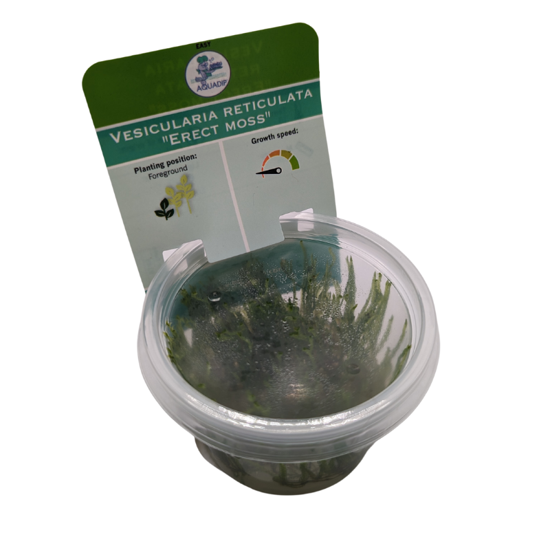 Aquadip Erect Moss Vesicularia Reticulata In-Vitro Cup