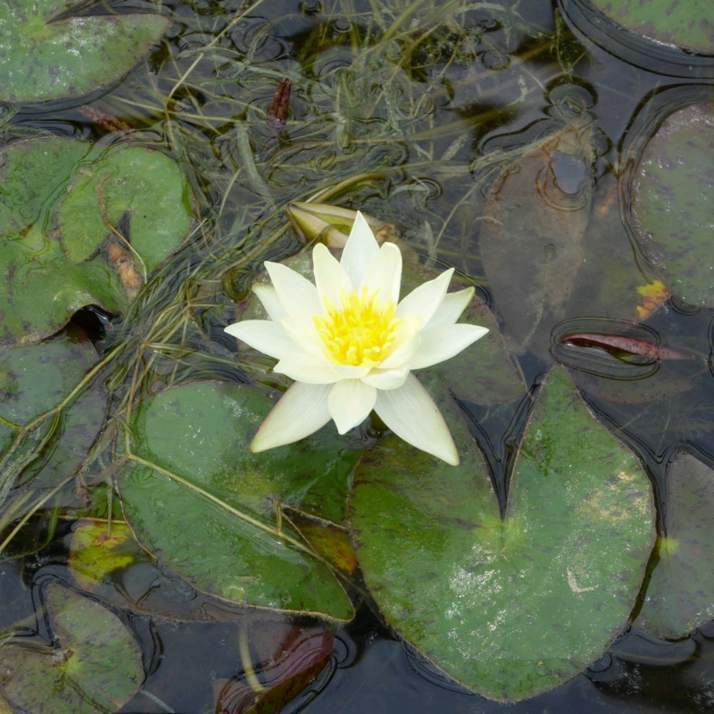 Nymphaea Pygmaea Helvola Water Lily