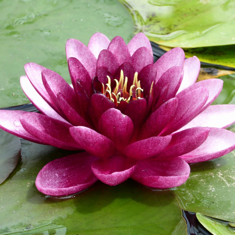 Nymphaea Almost Black Water Lily