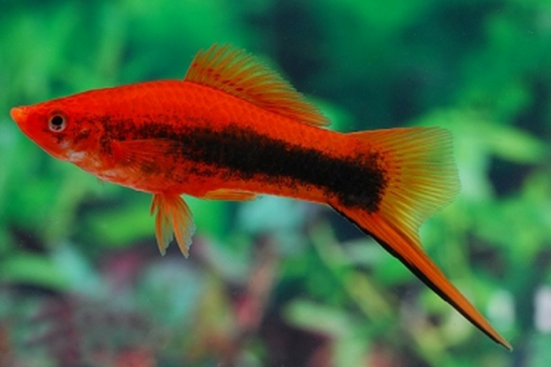 Red Tuxedo Swordtail