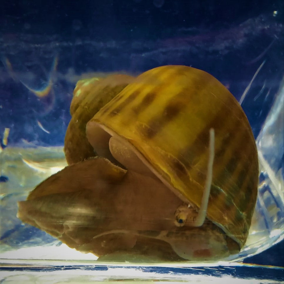 Apple Snail Pomecea Mystery Snails