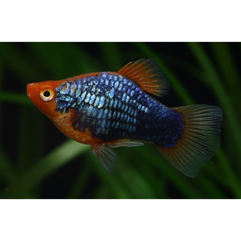 Black Platy