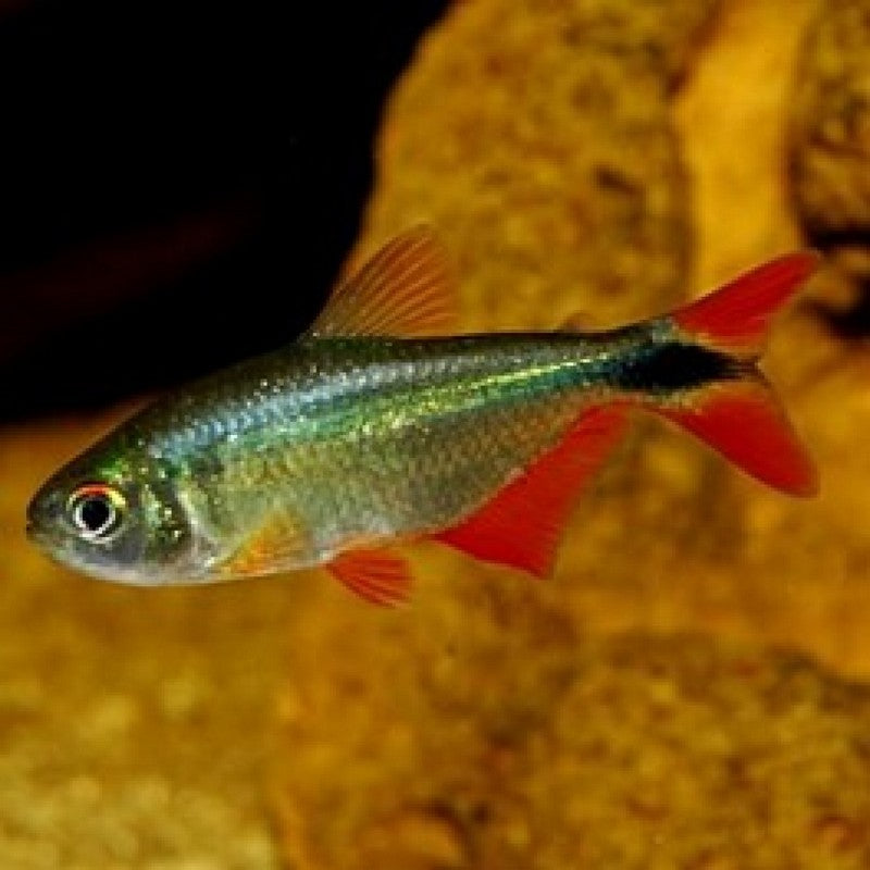 buenos aires tetra planted tank Buenos Aires Tetra
