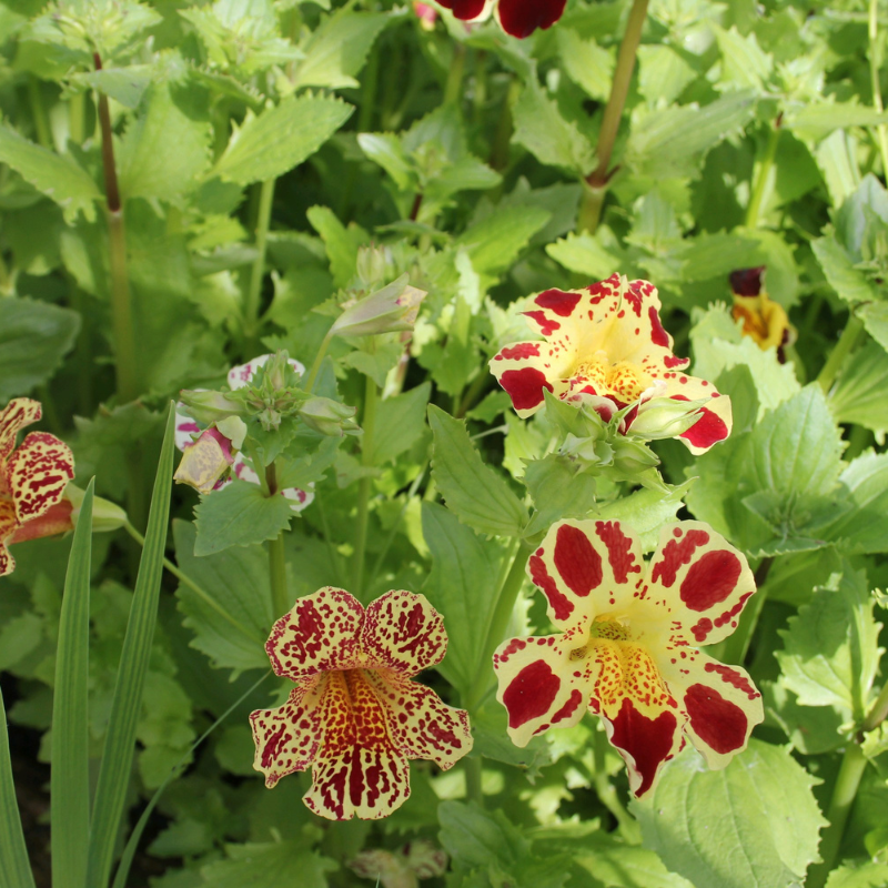 Mimulus Luteus Queens Prize