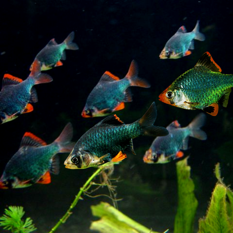 Green Tiger Barb