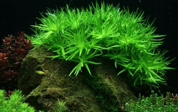 Tropica In Vitro 1-2-grow! Heteranthera zosterifolia