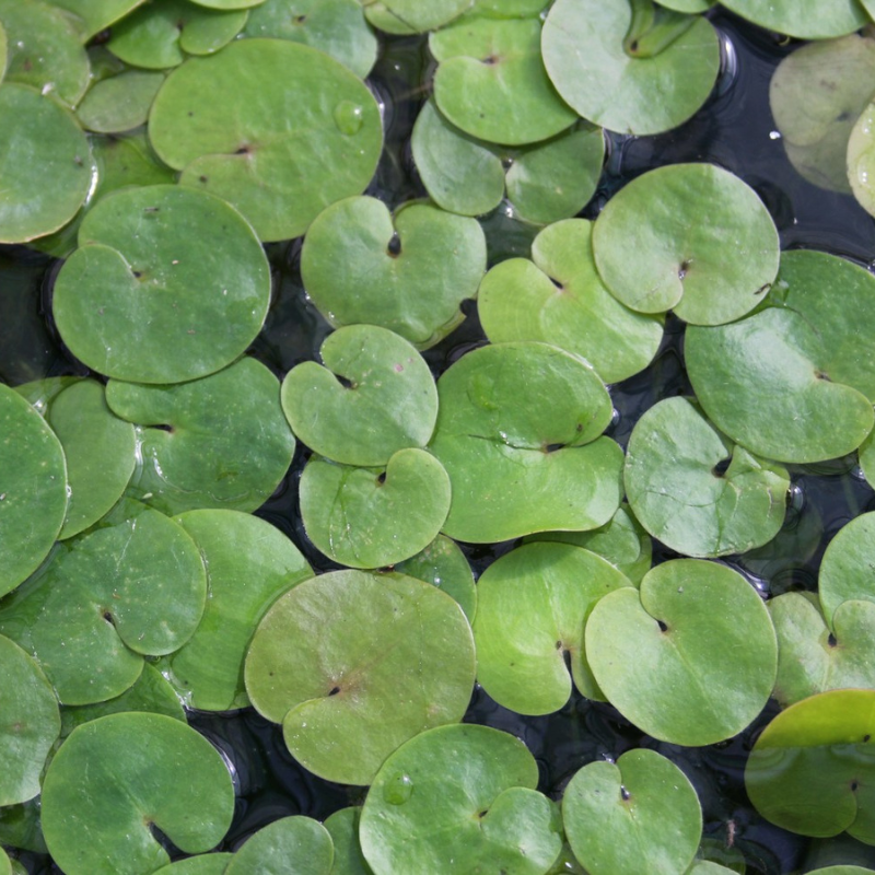 Frogbit Hydrocharis Morsus Ranae