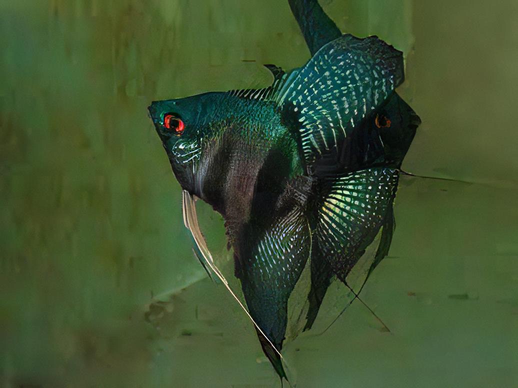 Pinoy Green Ghost Angelfish Pterophyllum Scalare 5cm - Real Aquatics