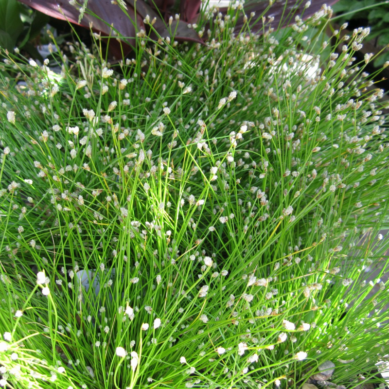 Scirpus Cernuus Fibre Optic Plant