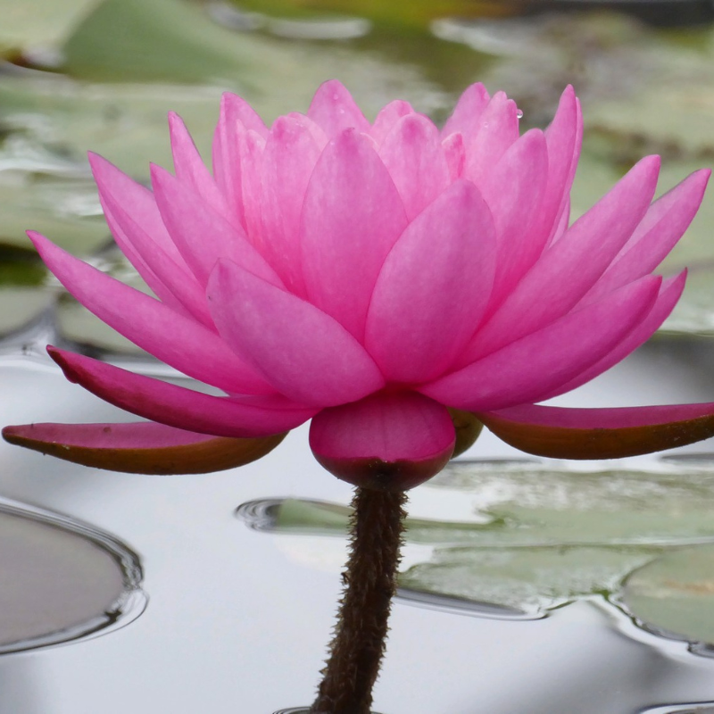 Nymphaea Mayla Water Lily