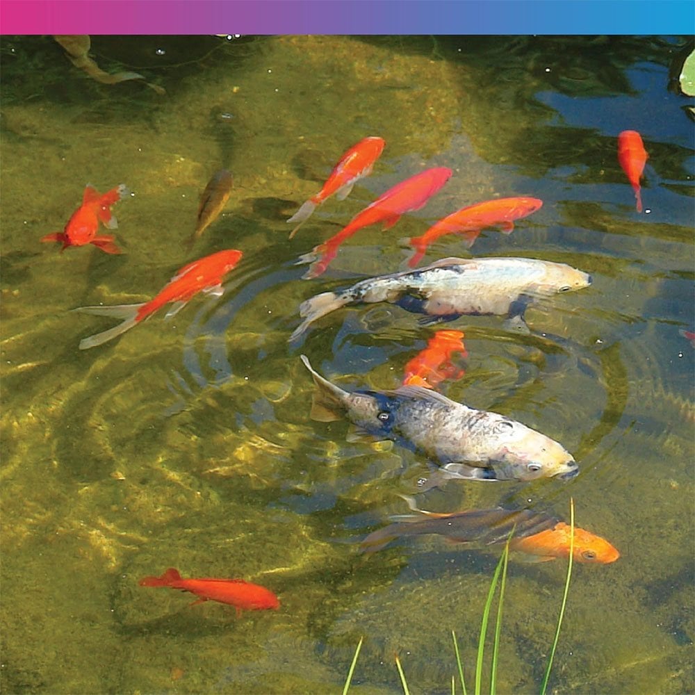 NT Labs Variety Pond Flake 620g