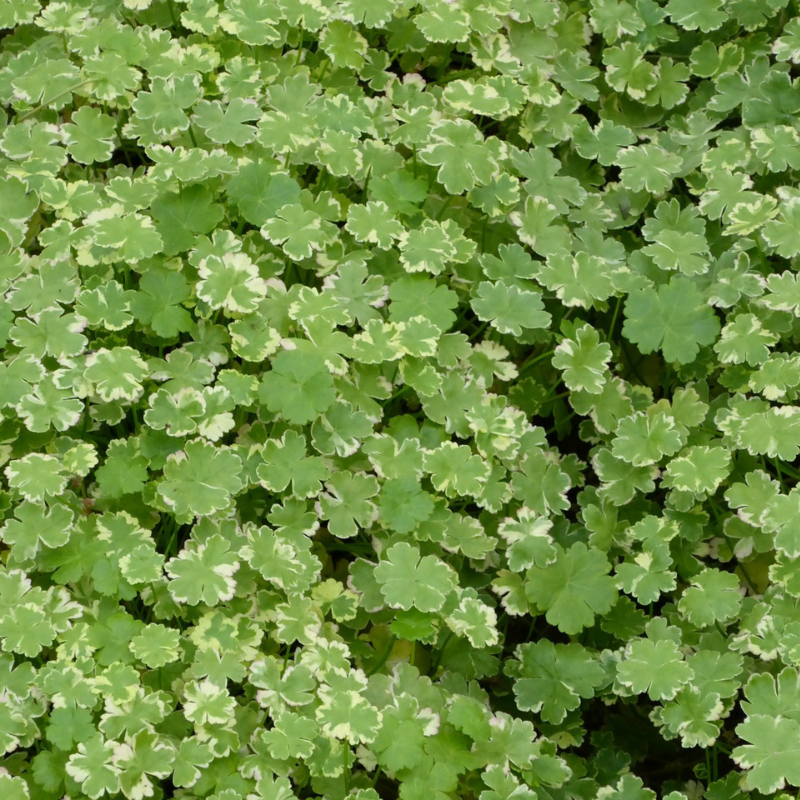Hydrocotyle Sibthorpioides Variegata - Crystal Confetti