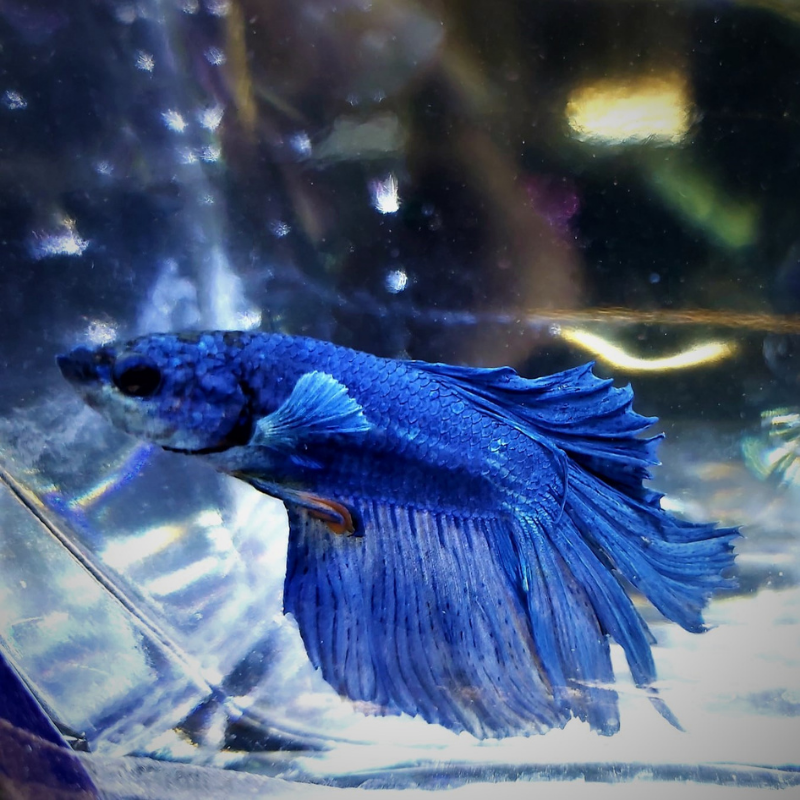 Male Betta Siamese Fighter Fish (#7) Real Aquatics