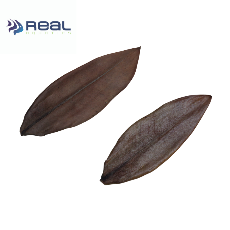 Natural Mangrove Leaves x20