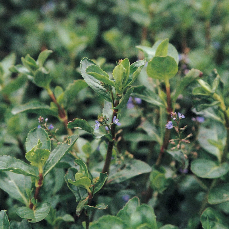 Veronica Beccabunga Brooklime